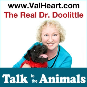 The Real Dr Doolittle Show With Val Heart | Animal Talk | Talk to Dogs | Talk to Horses | Talk to Cats | Animal Whisperer | Telepathy | Animal Communication Podcast artwork